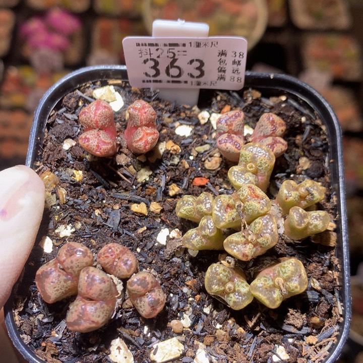 精品生石花25.363