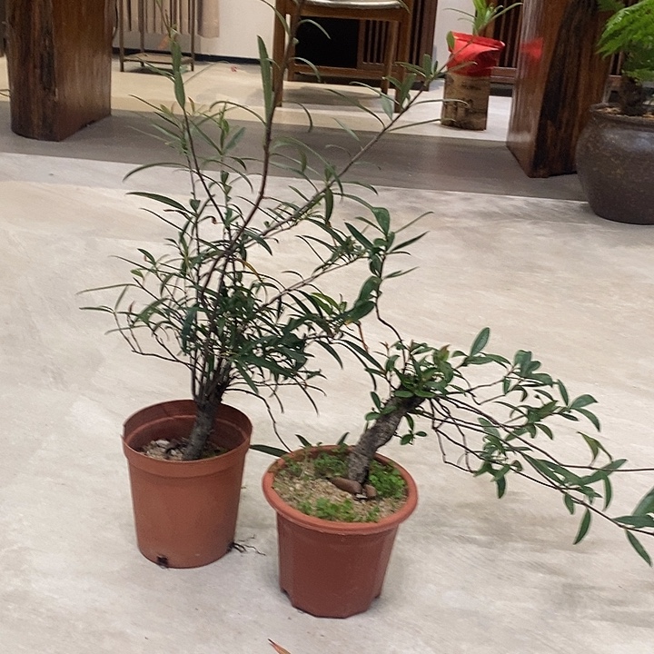 能****完全开放海岛春花111