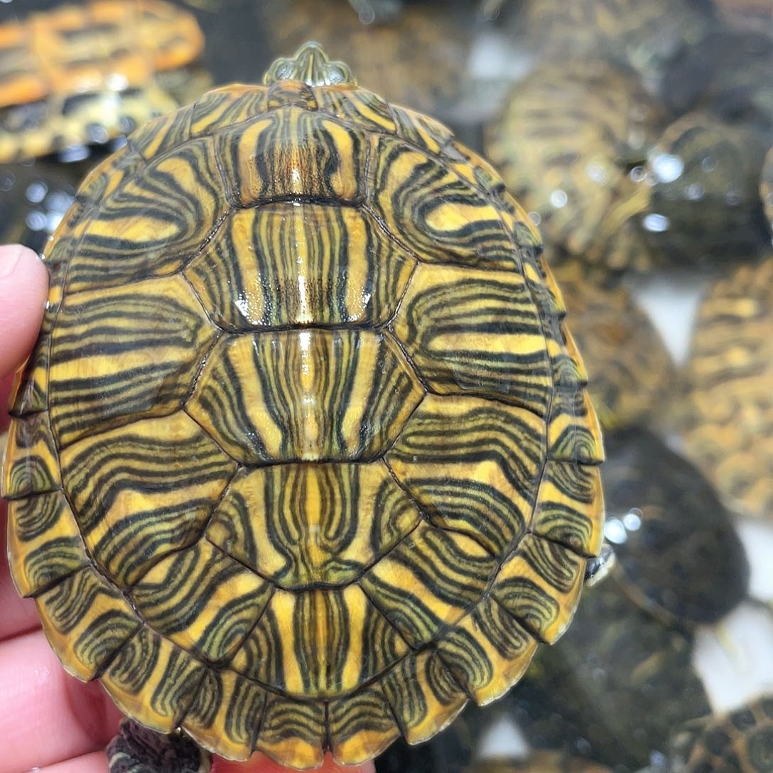 宠物龟不分公母7.4