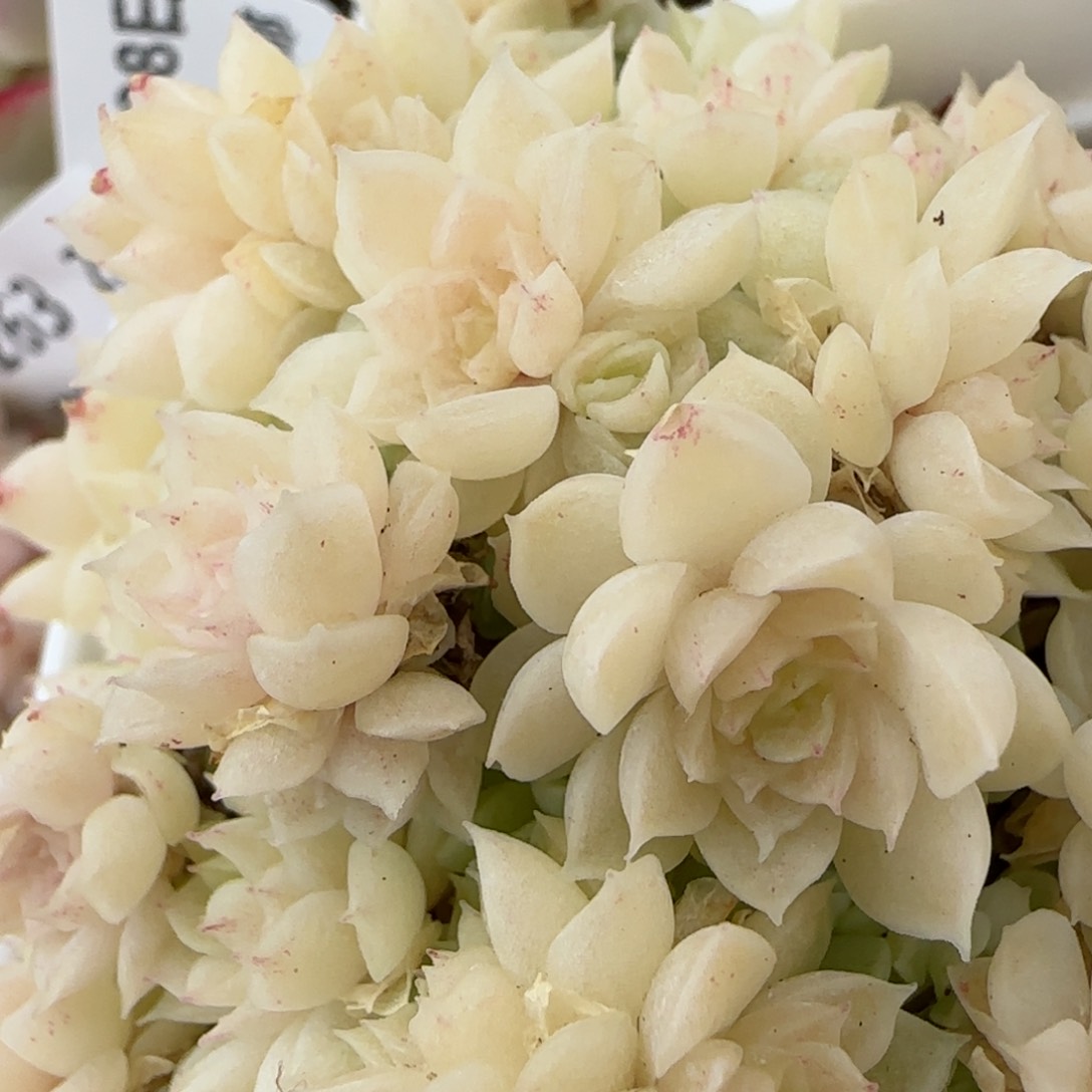 花语逸镜0208-264散