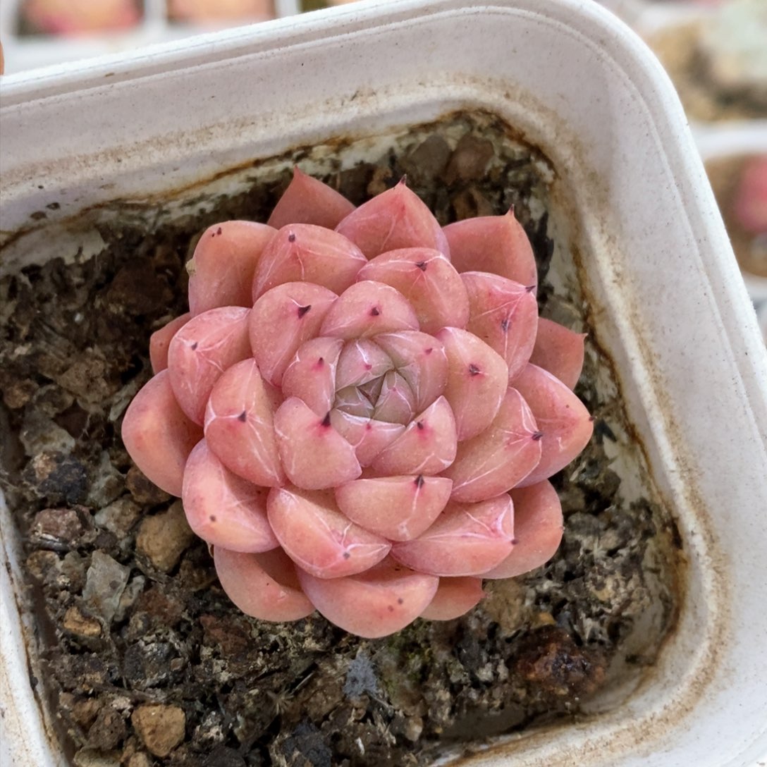 多肉植物一物一拍452