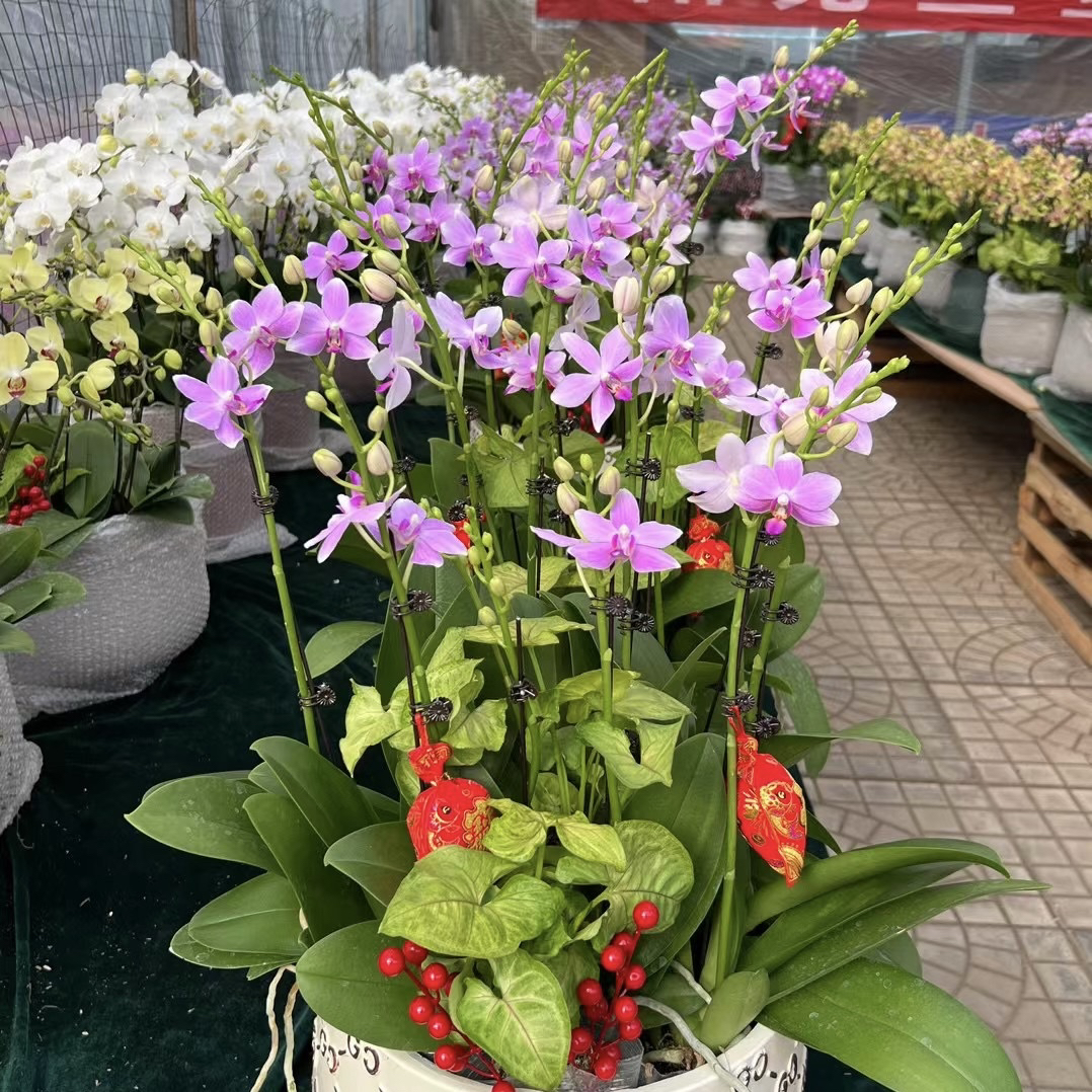 植趣【紫水仙/蓝宝石】浅紫小清新3.0加高出剑苗 夏花