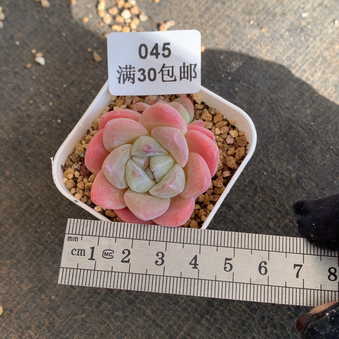 佩***佩45圆滚滚单头冰玉冠服4