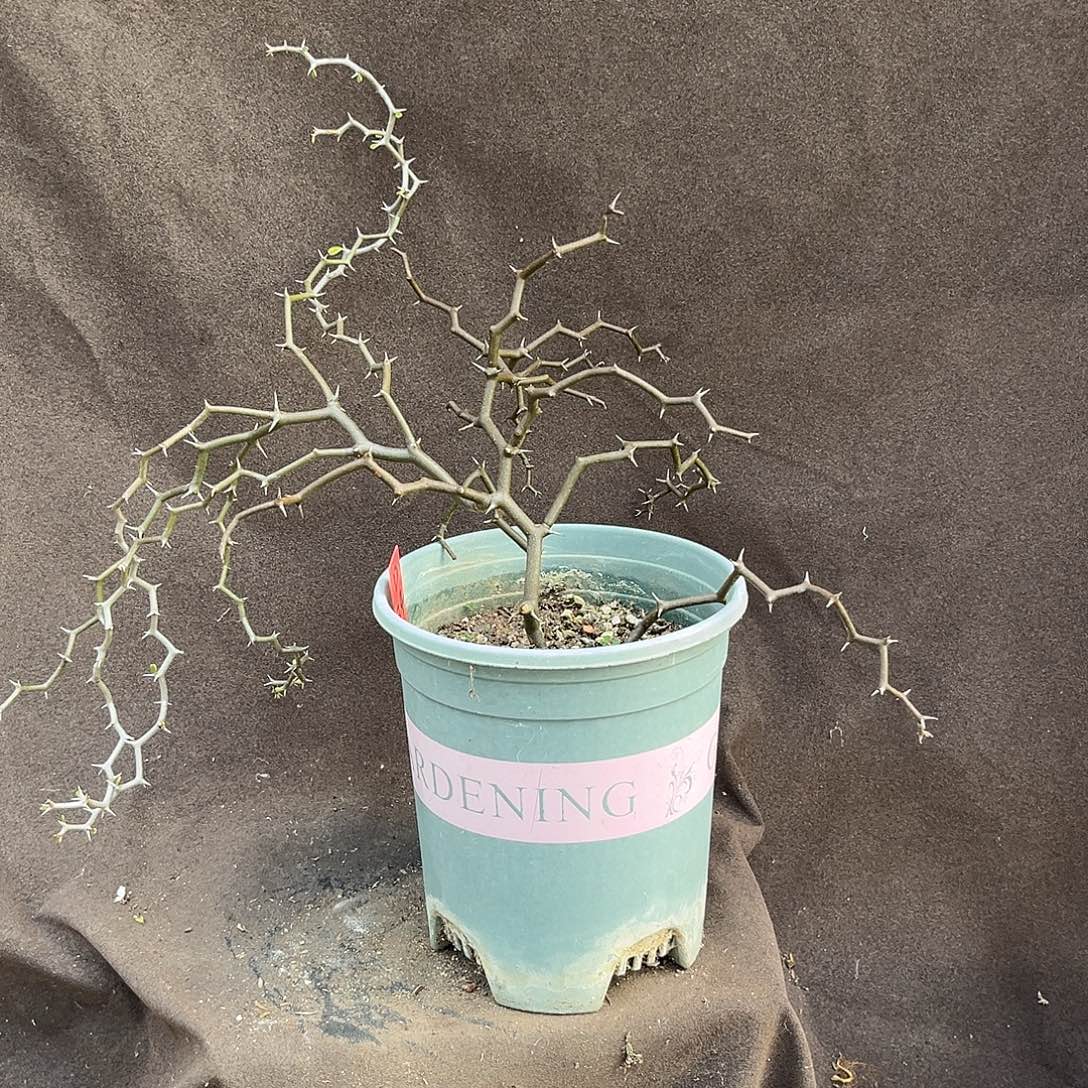 汤圆植物D24弯曲龙原价188