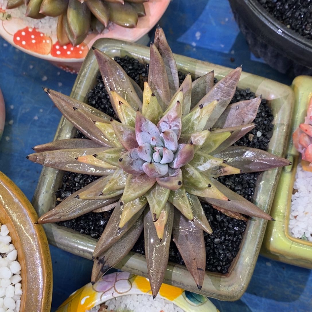 多肉植物盆栽多肉植物盆