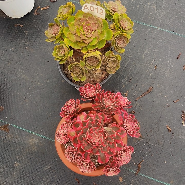 共同白012万圣节812