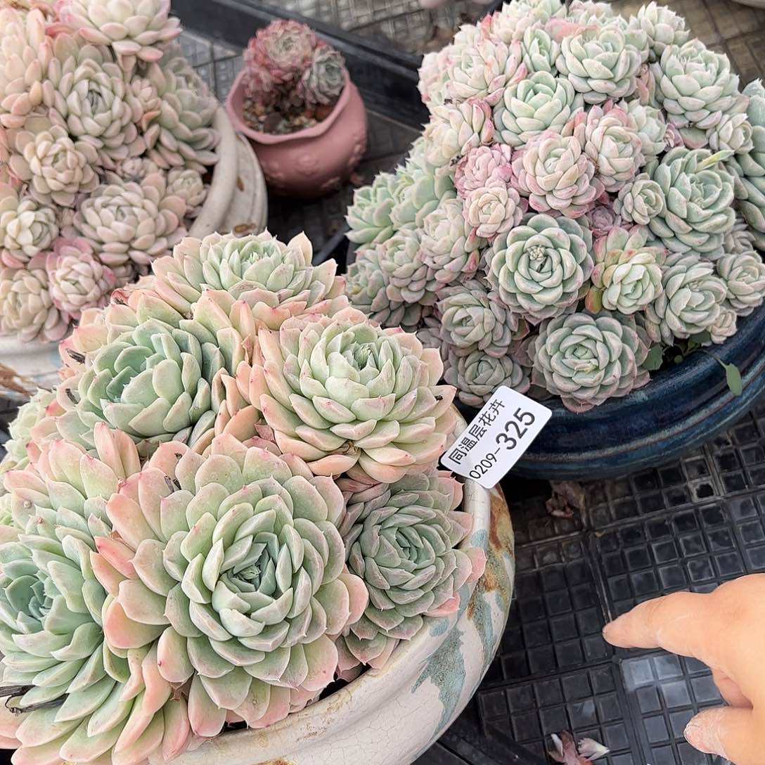 米*丫同温层多肉不知名两颗325