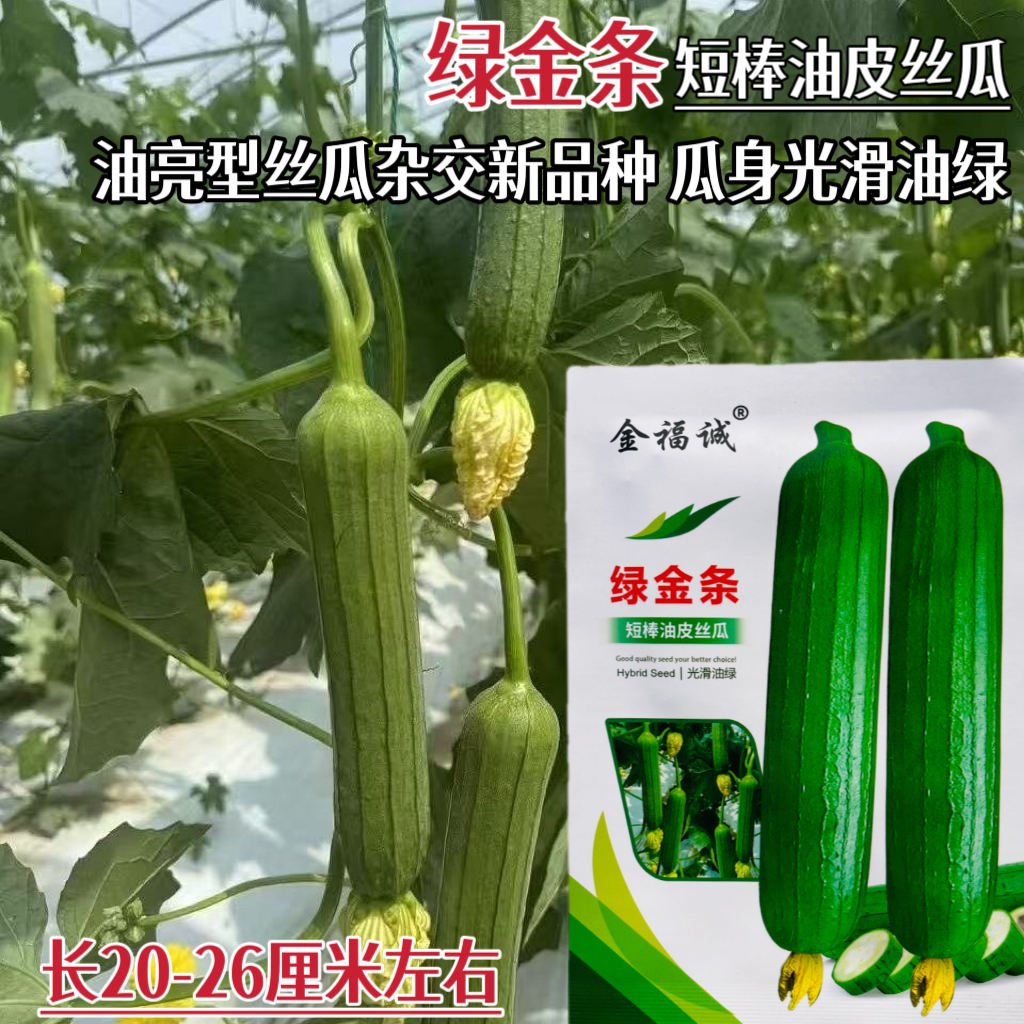 绿金条油皮丝瓜种子短棒油亮丝瓜种籽高产抗病耐热南方北方春秋播