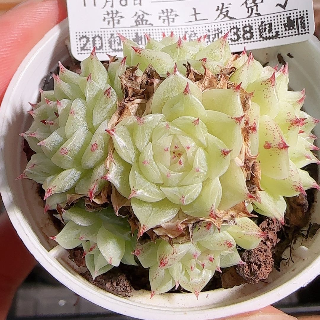 1106----296麦秆群