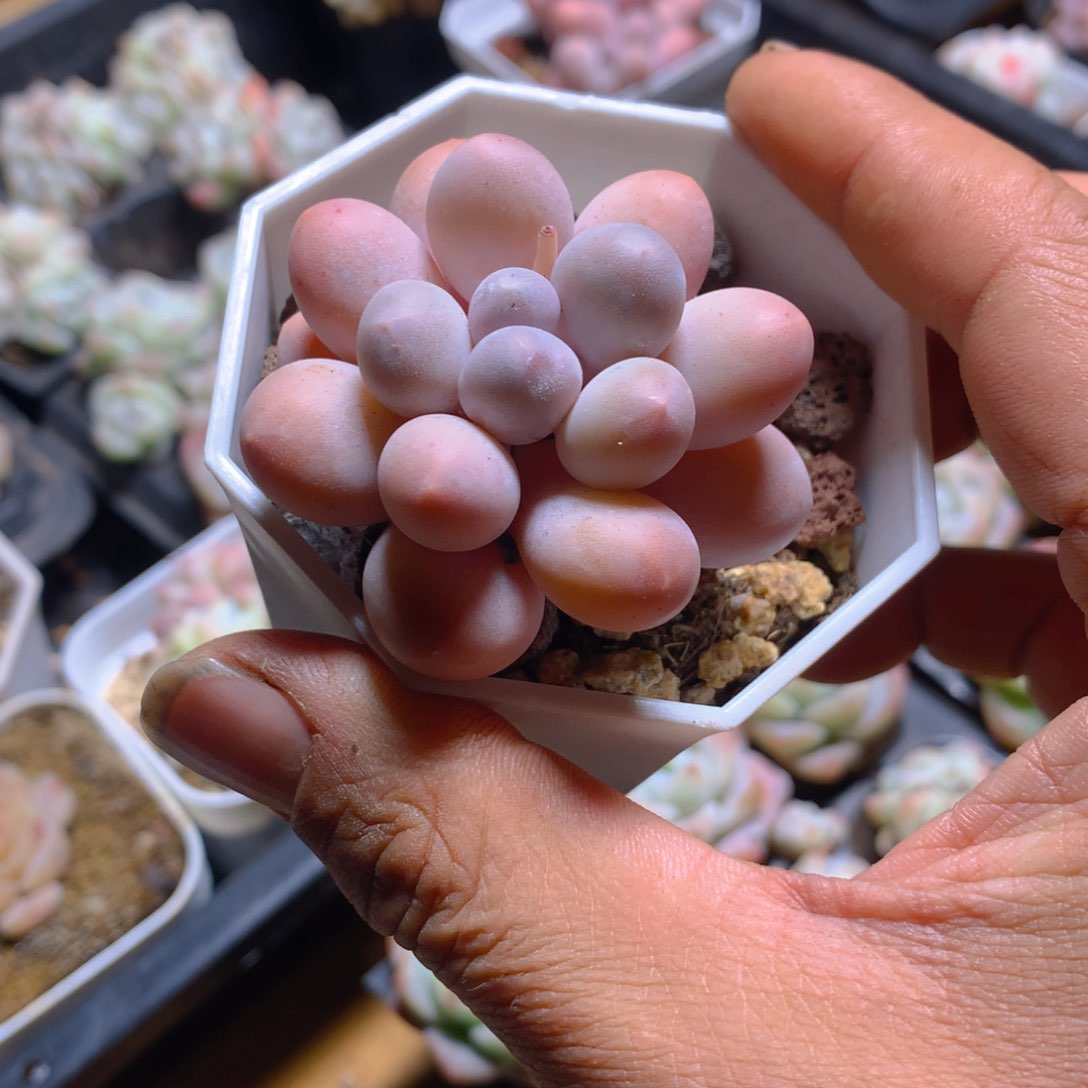 精控汤圆多肉一物一拍