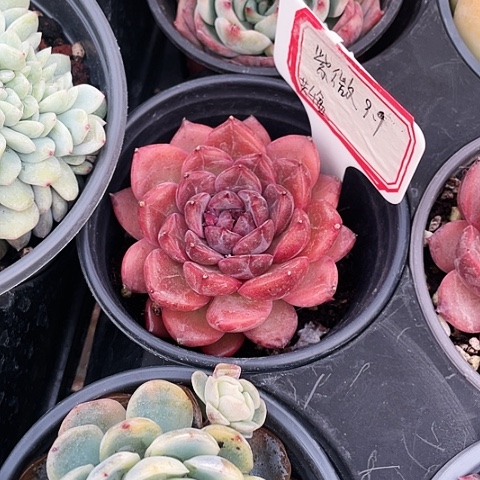 紫薇9.9一盆88888888