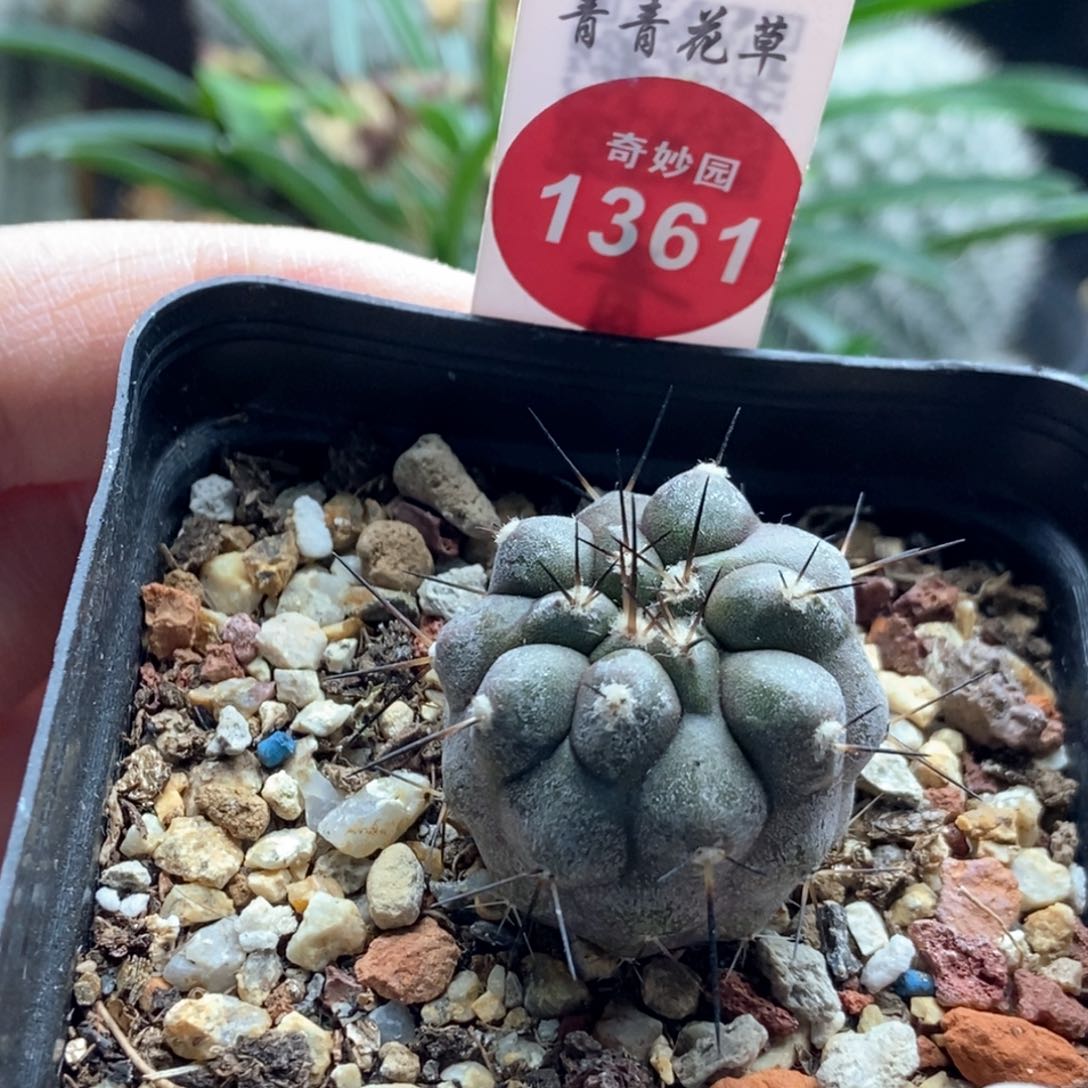 实生上腊龙爪球黑士冠2.7cm