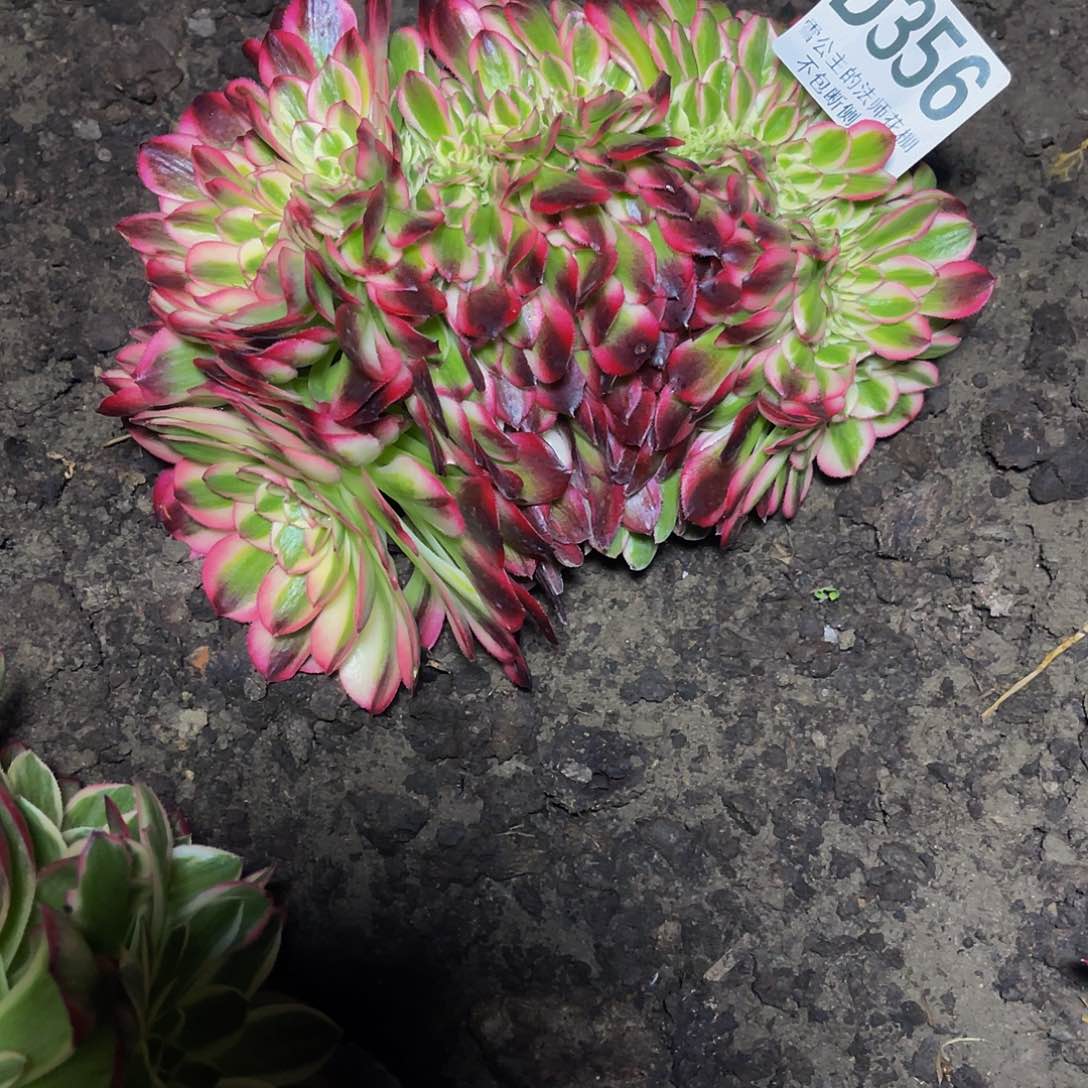 法师法师16-6包邮法师