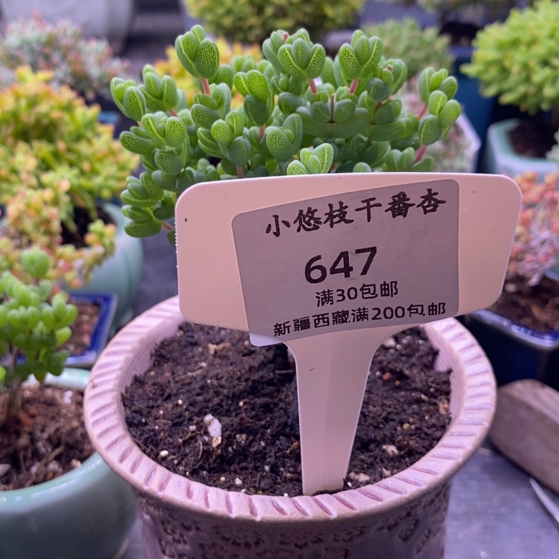 快**！647元宝送方盆。        