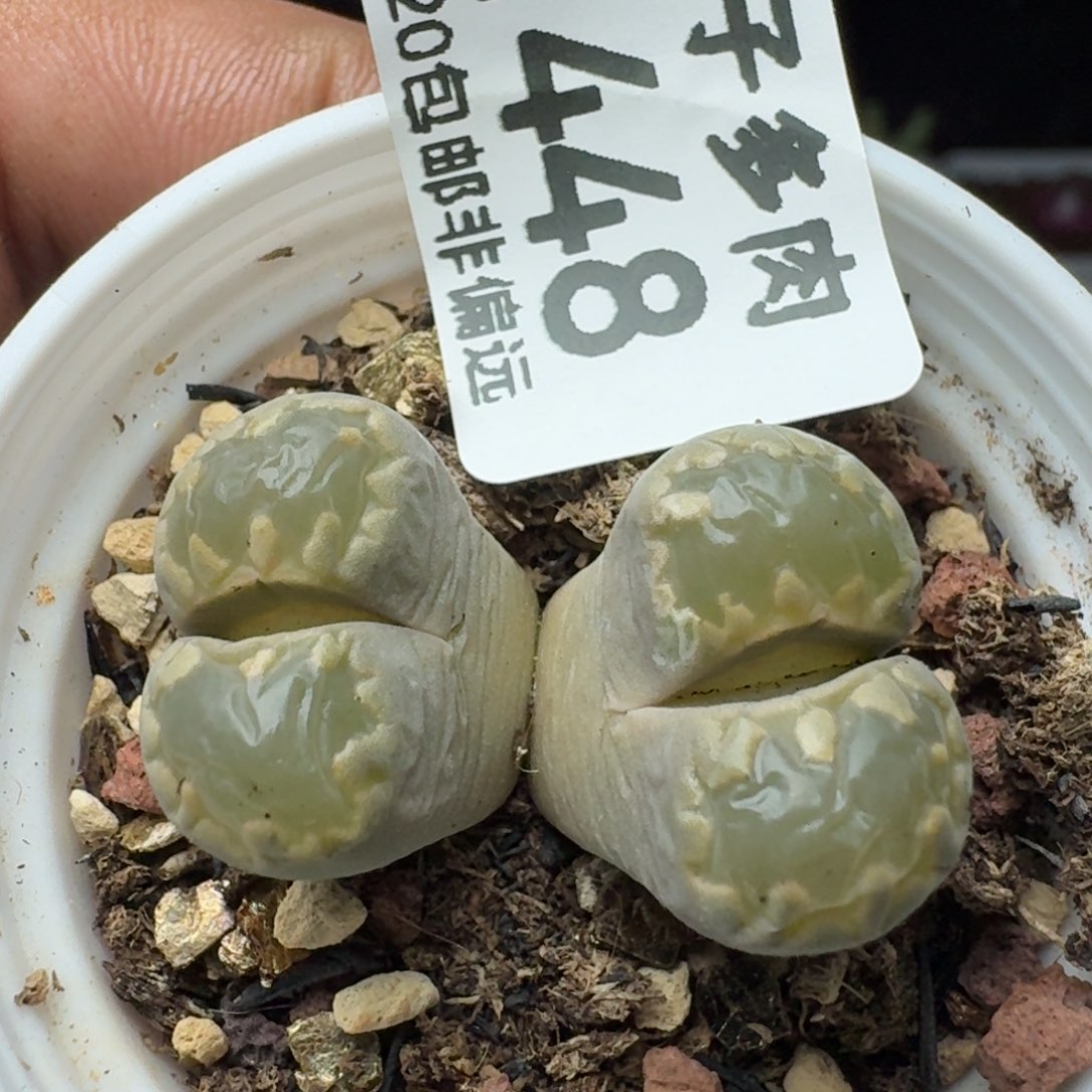 大牙带盆土双头。         