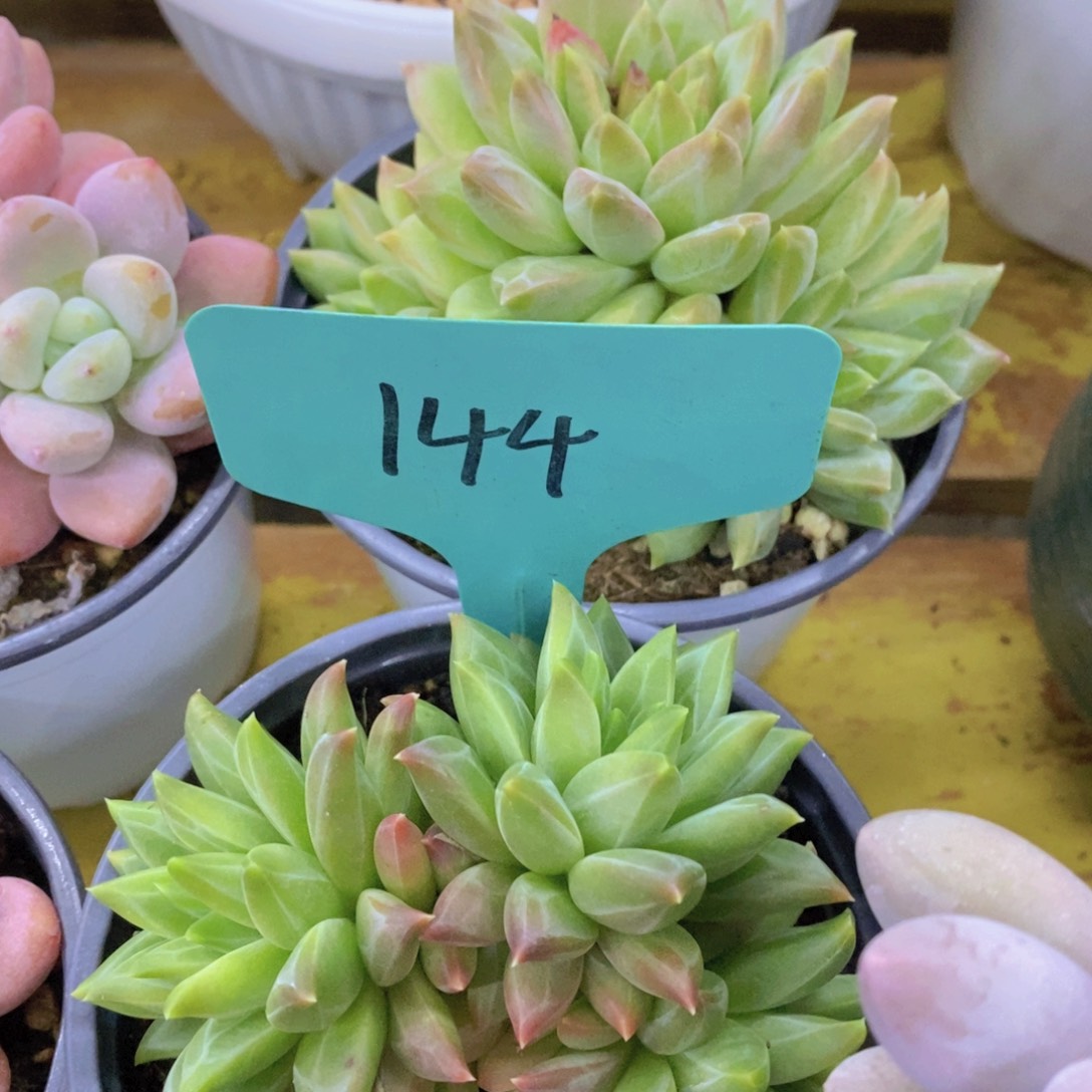 粉丝回馈专场，停播场