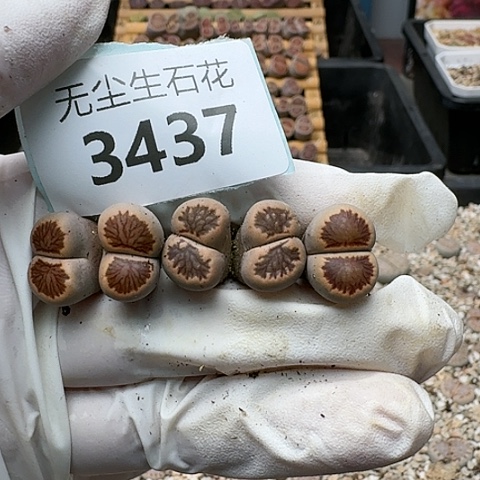 花*?3437，菊红窗菊花纹脱土发货