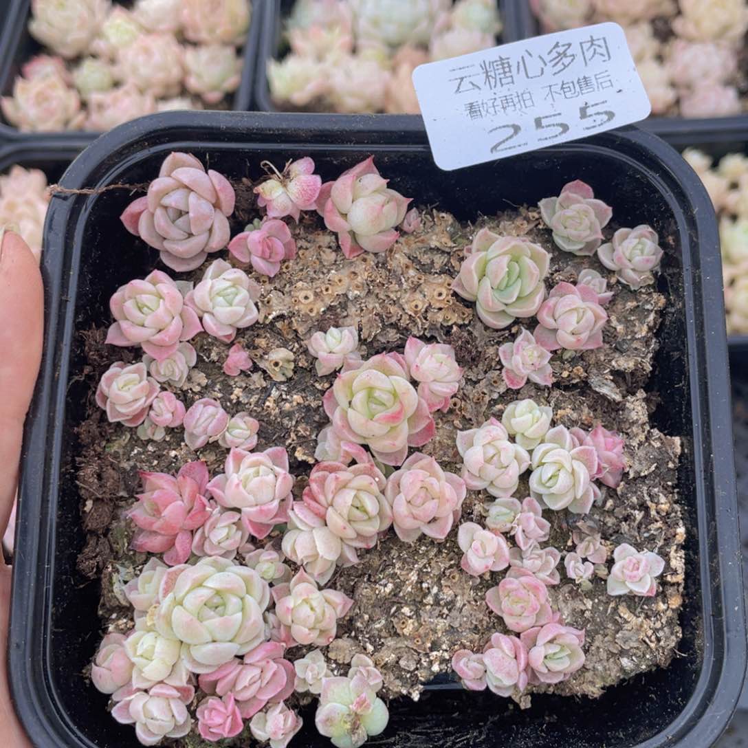 云糖心多肉植物255