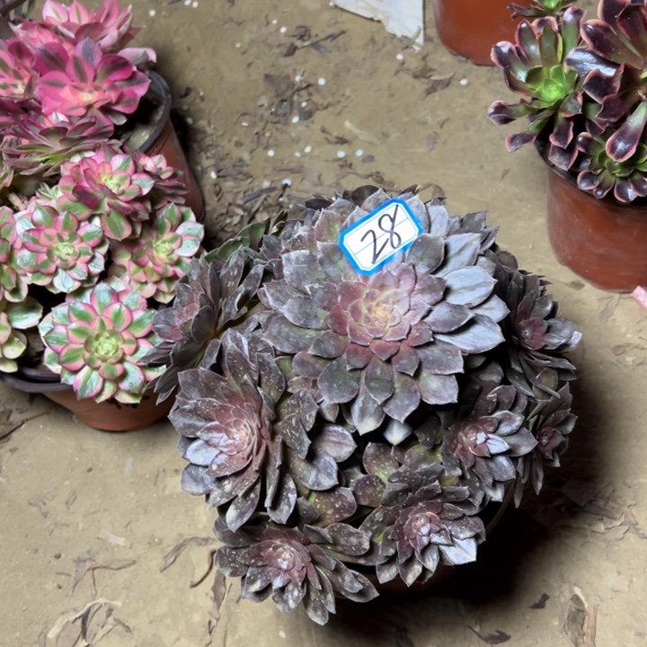 衢***场多肉植物男爵法师28