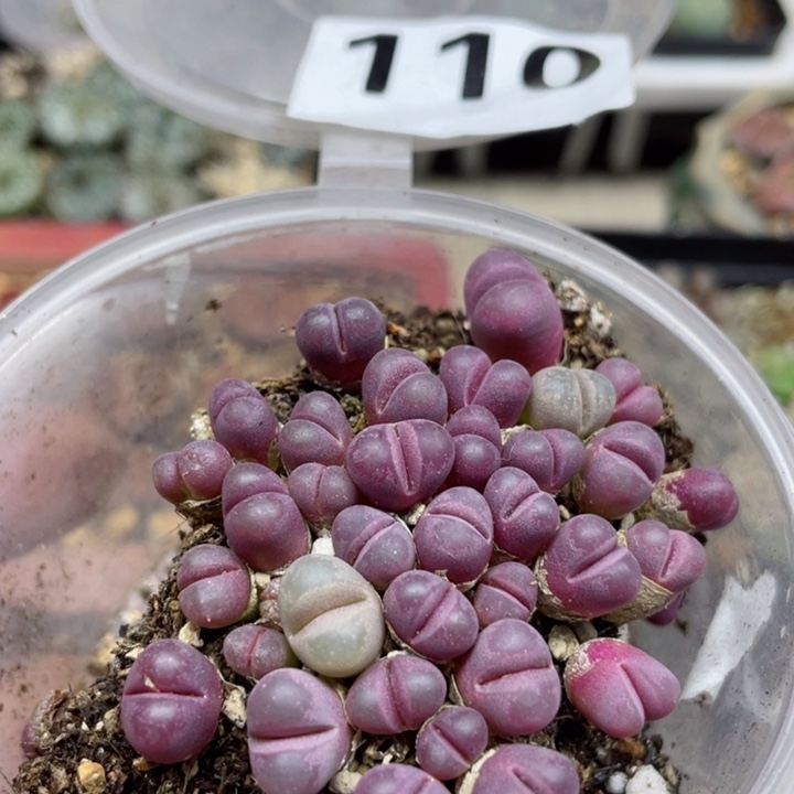 110红大内满18包邮