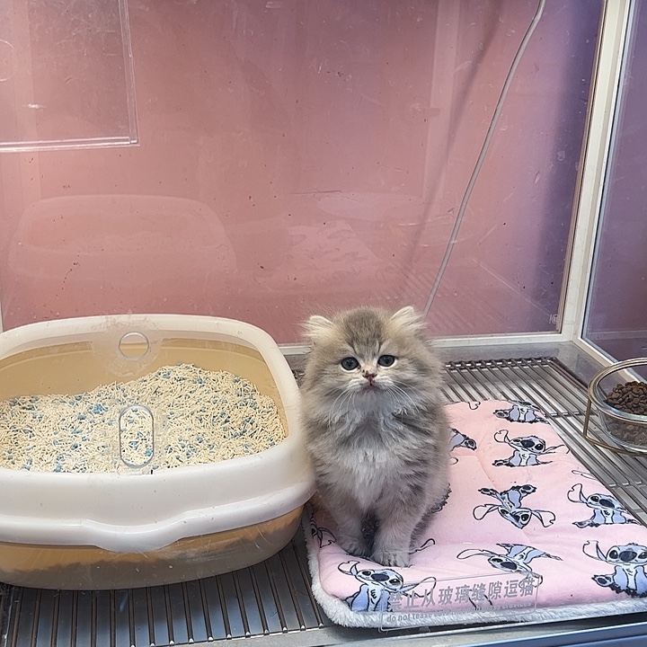 长毛蓝金渐层有奶癣介意的勿拍猫瘟质保5天其他不包