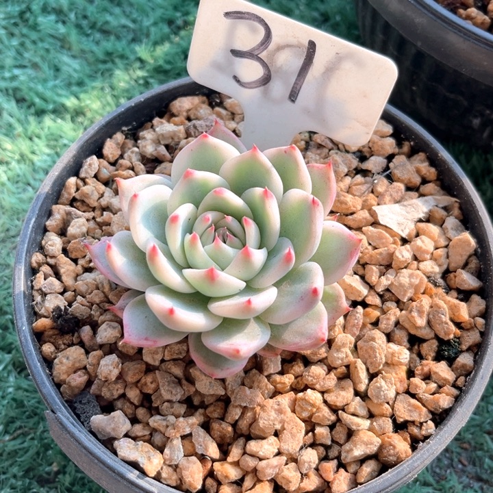 娃娃锦31号码牌子的话