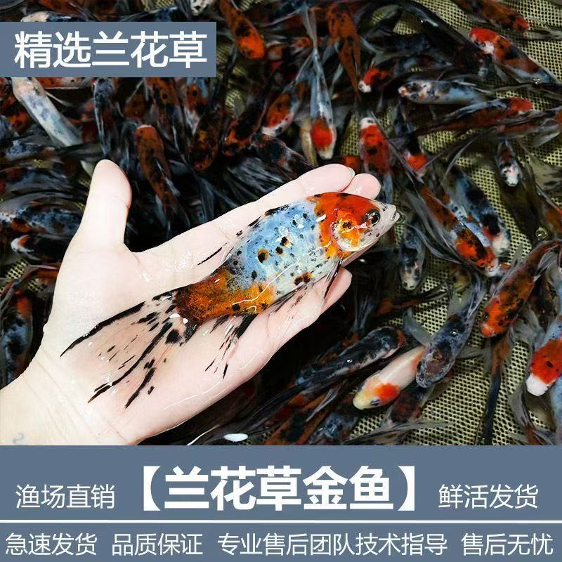 【水墨兰花7条】8-10公分冷水观赏鱼好养耐活