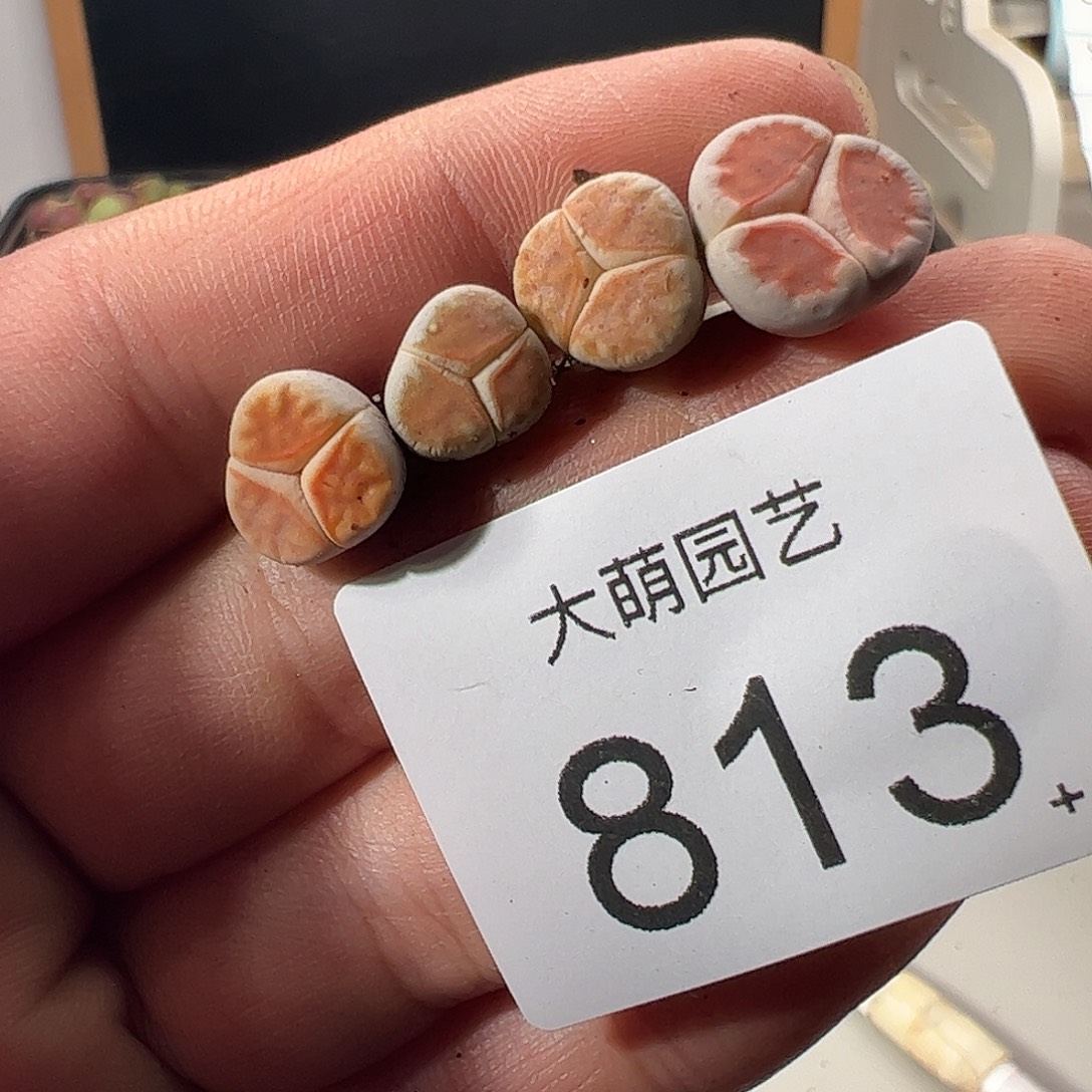 一物一拍。         813