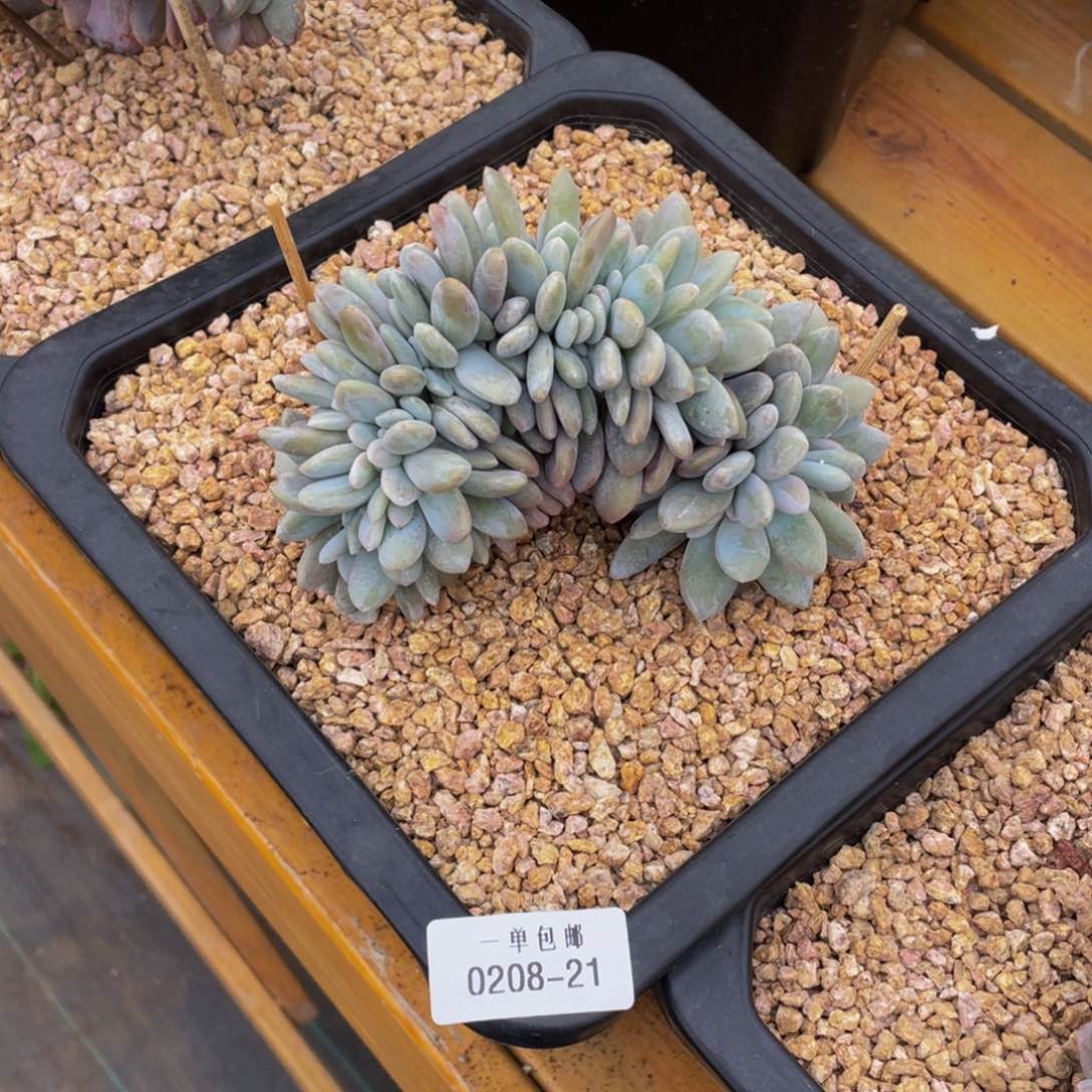 0208-21-粉兔缀化。。。。。