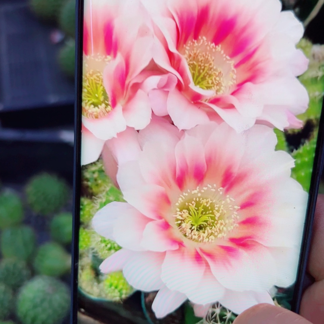 下11丽花甜心无根侧芽3公分左右20包邮