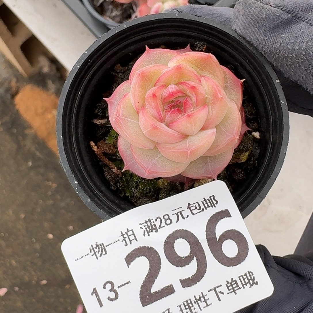 钻石糖无盆土发货无