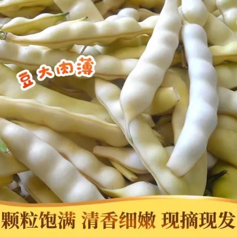 东北黄金钩豆角 红金钩豆角 牛粪鸡粪种植 农家大地自产 现摘现发