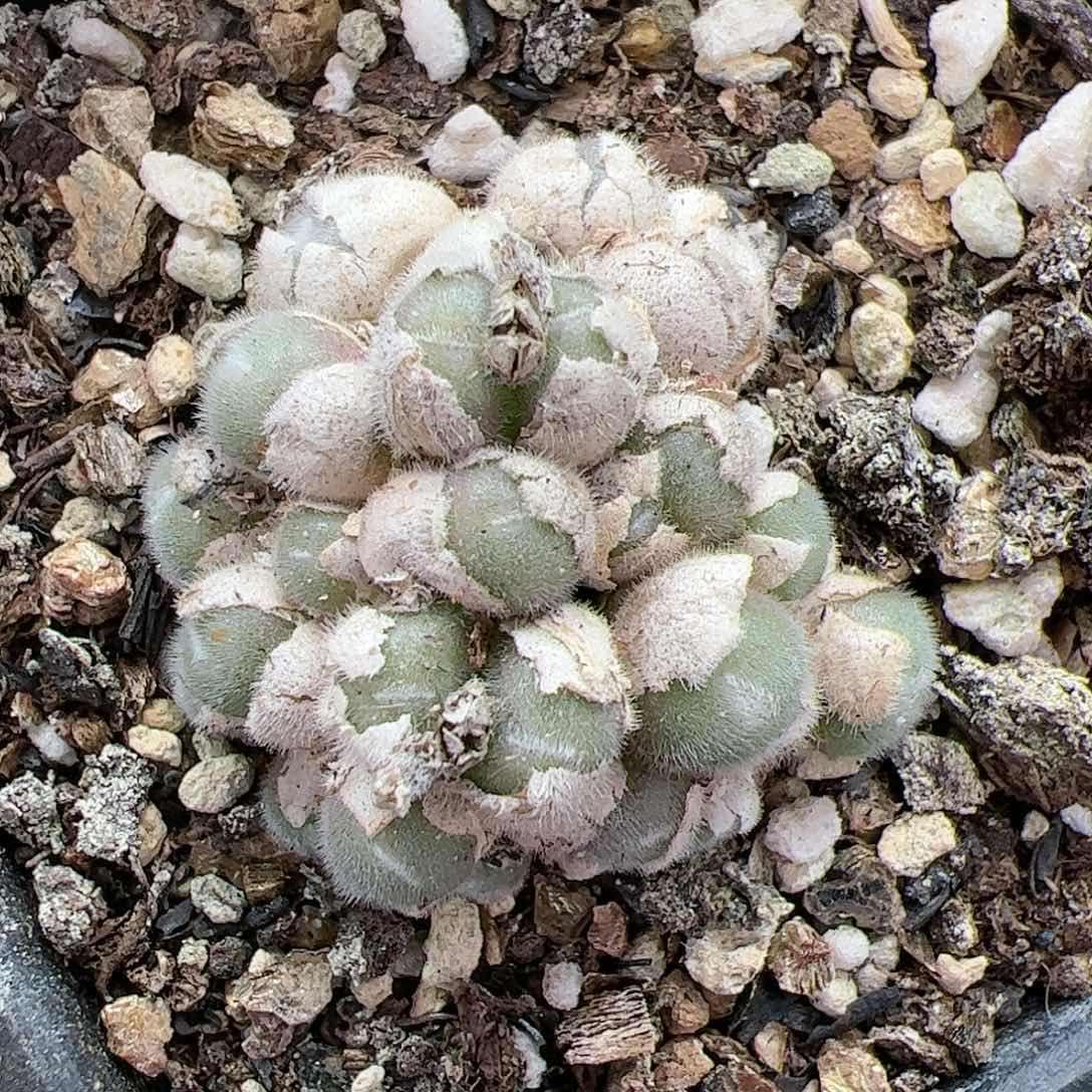 【闪购商品】304 开播福利