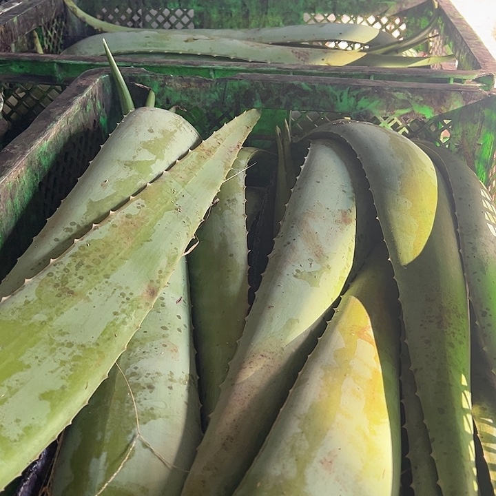 无花朵3片食用叶片，每片700一800克