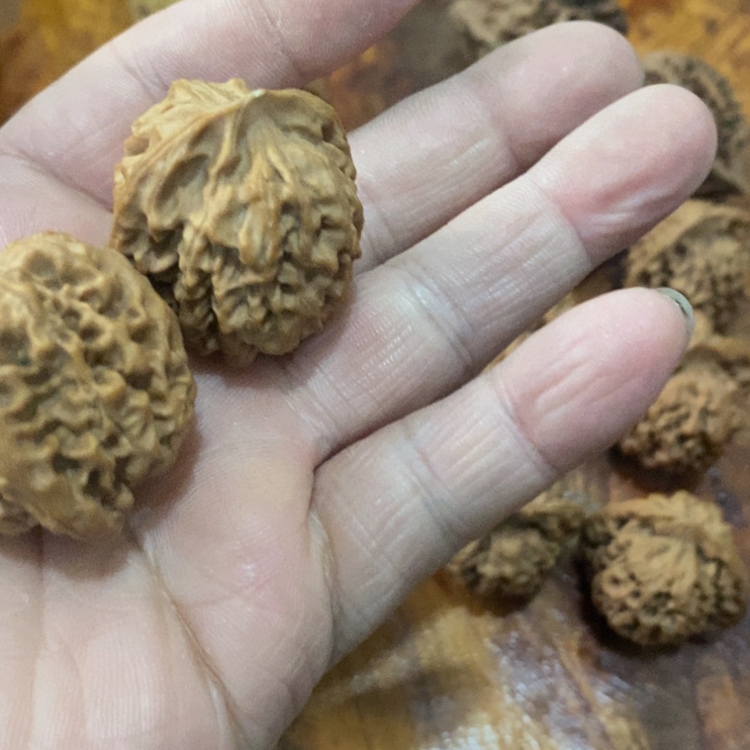 L*秦岭森林中出现许多鸟类