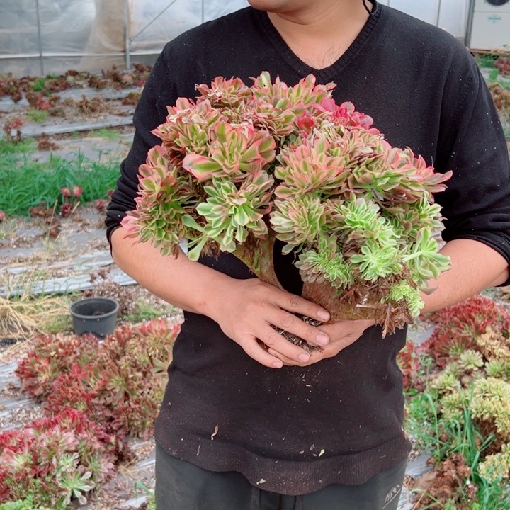 红袖醉话12号多肉法师