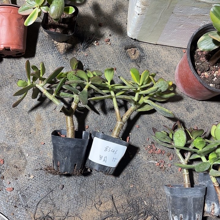 岁****当前无花栽培后可以开花韩国紫叶 金玉满堂15