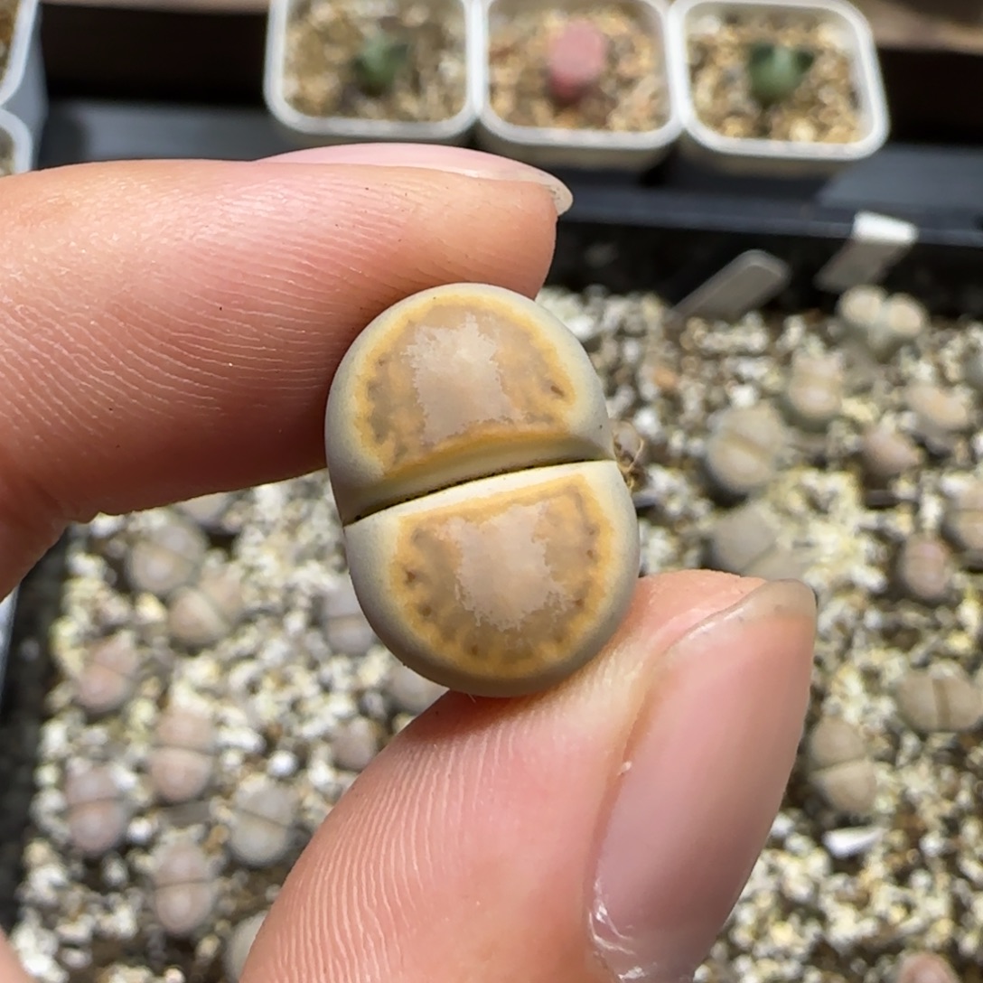 11.28。脱土发。216饼干。  2015