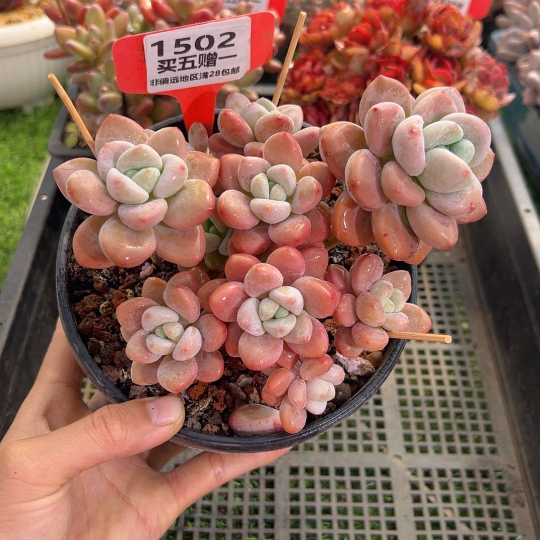 表妹精品多肉1502.