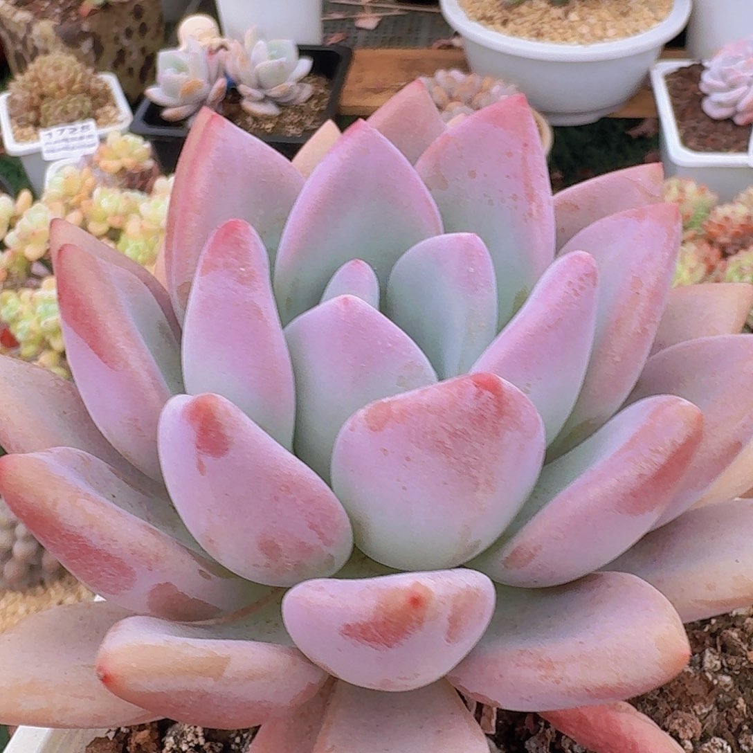 1659一物一拍（满28包邮）