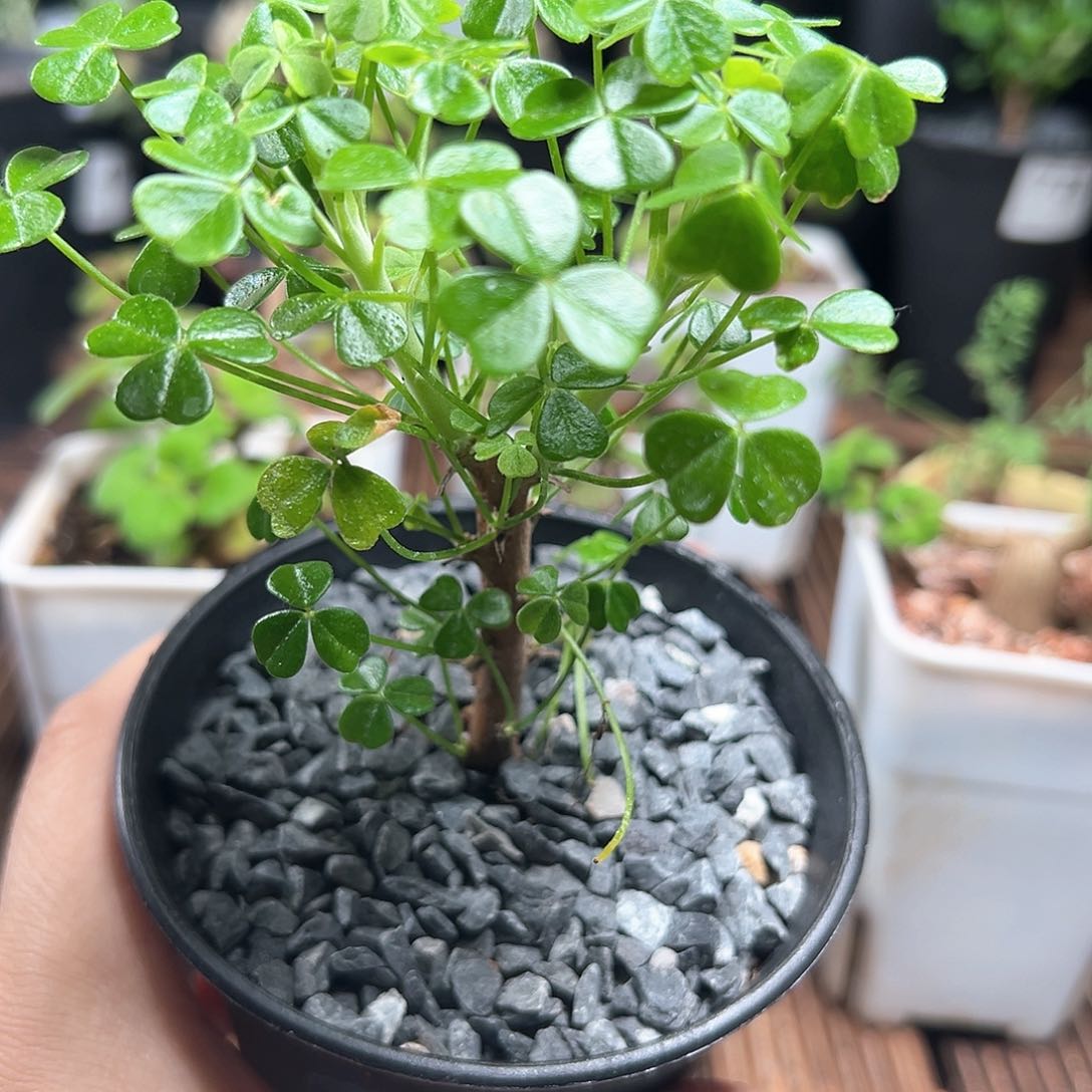 巨人酢浆草带盆发货