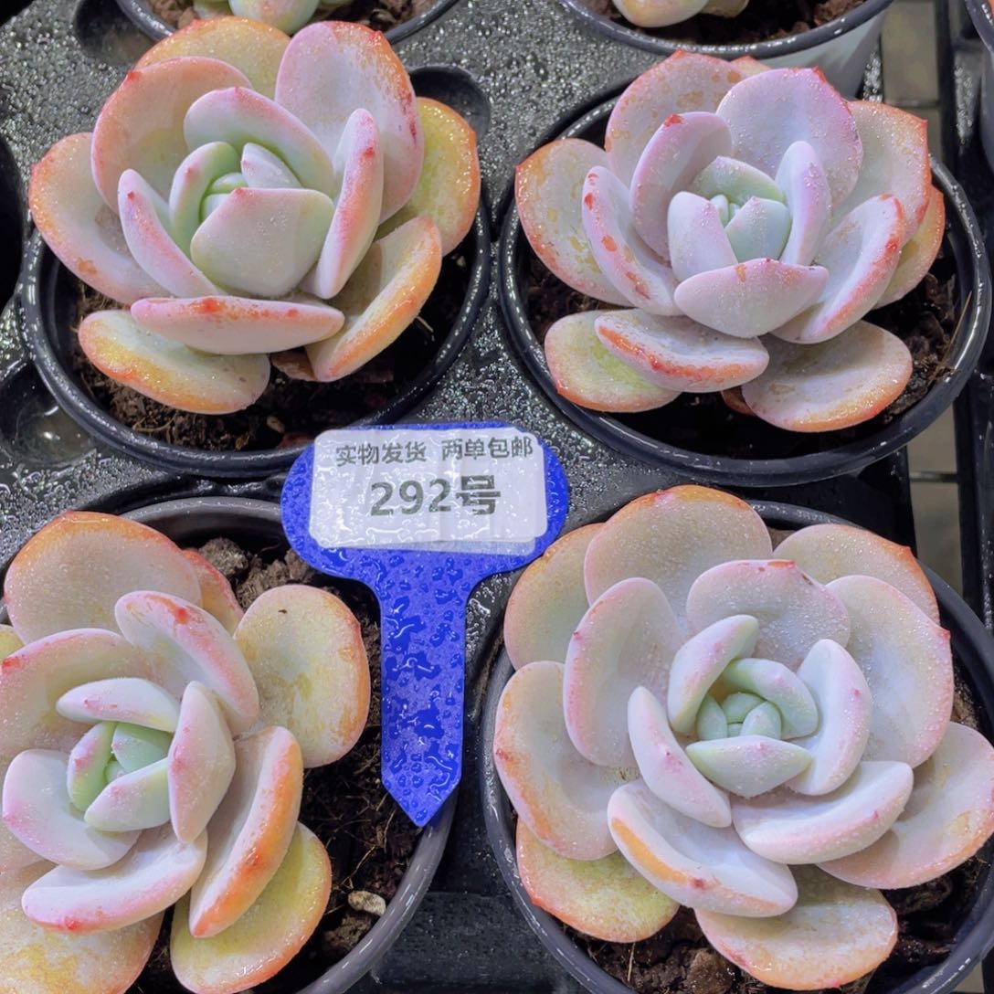 292号宽叶韩货正版奶茶单头一个