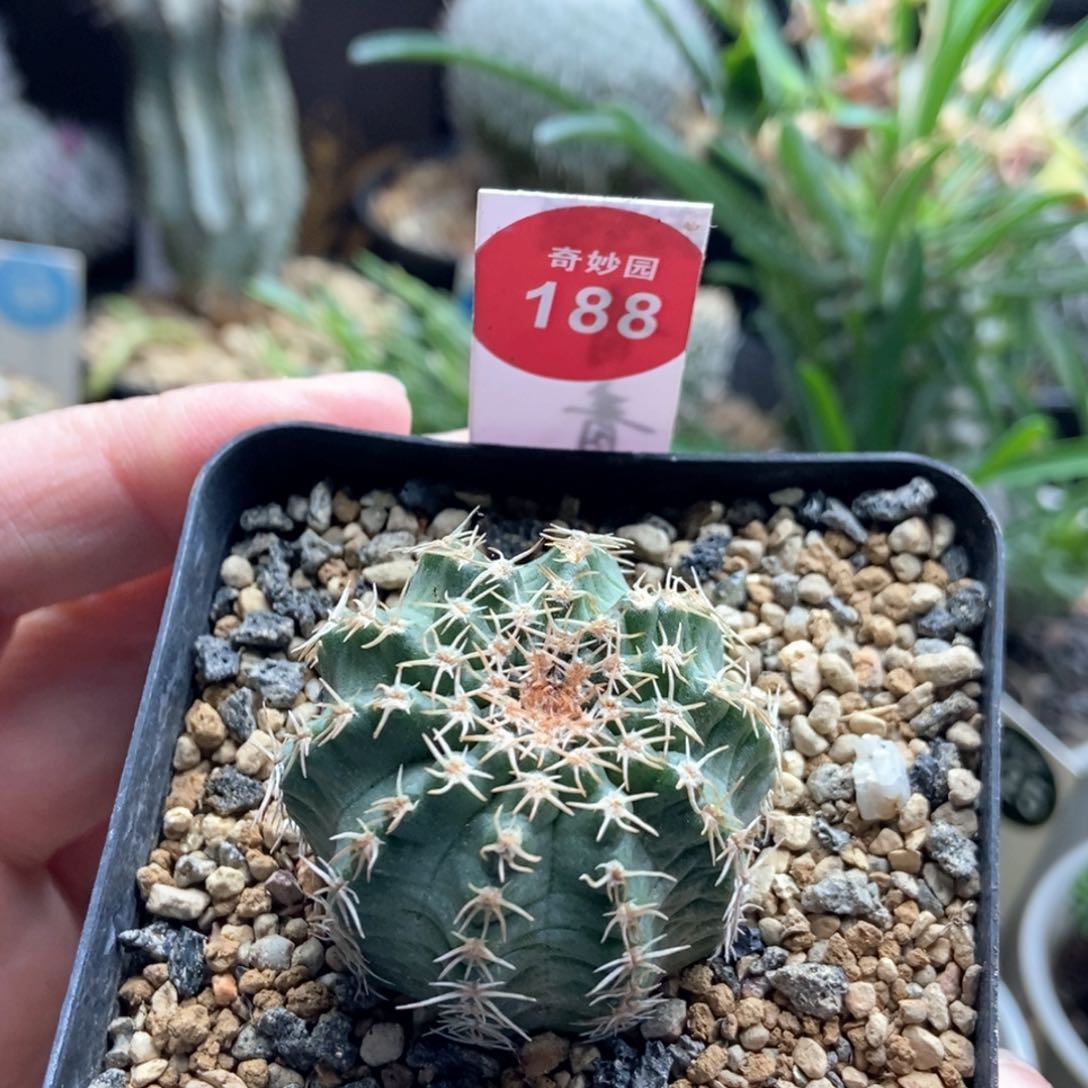 实生明石虾一棵3.6cm