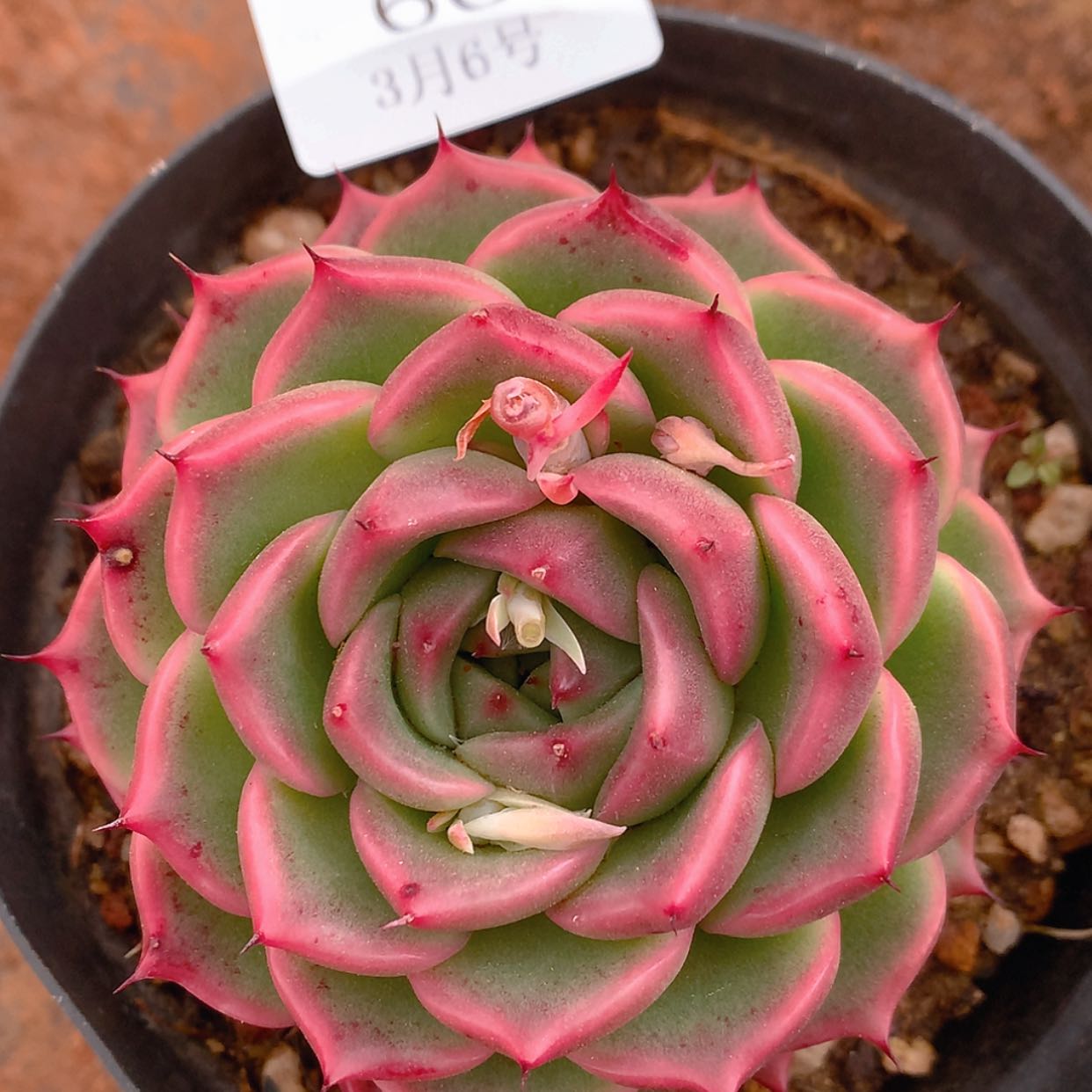 【闪购商品】云66号