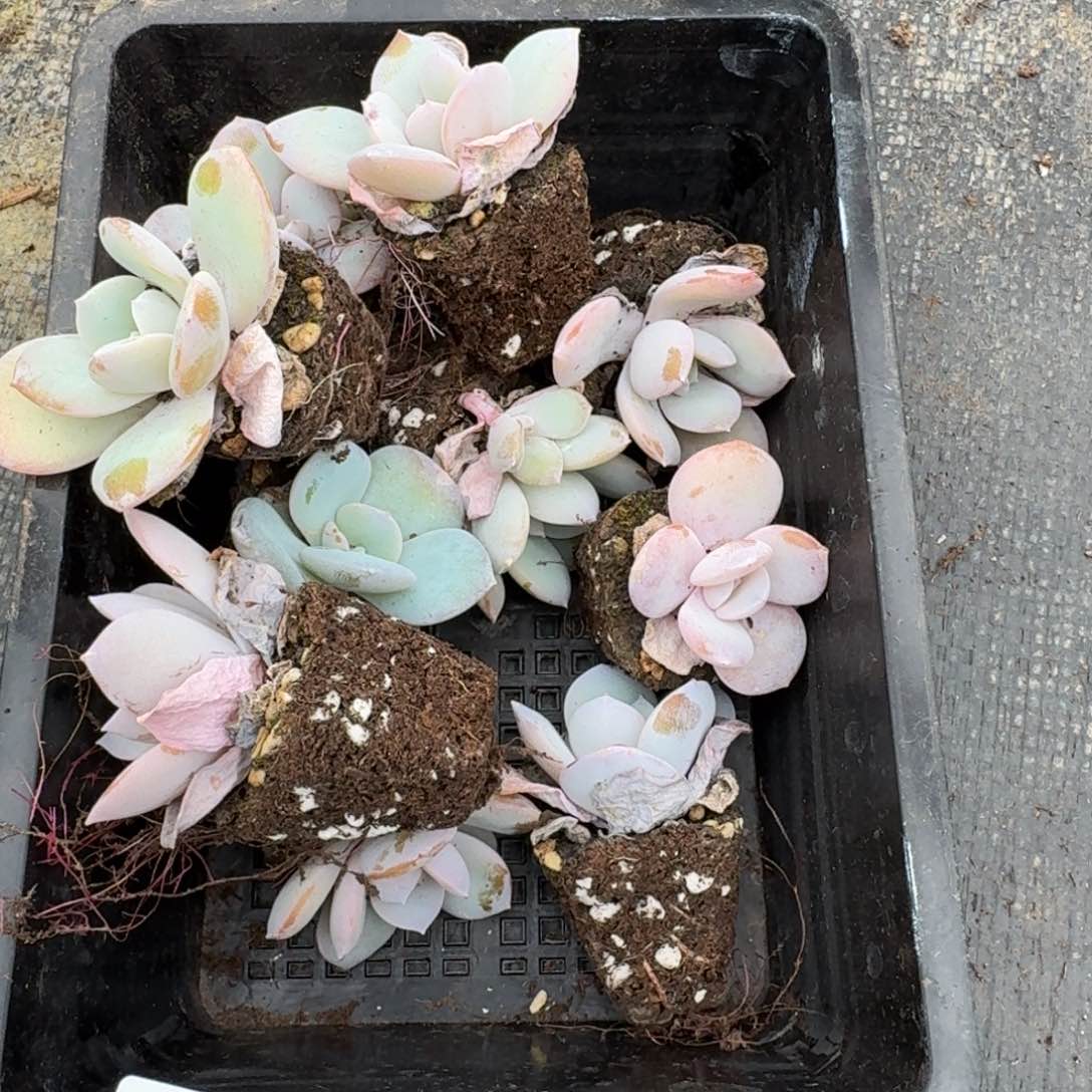 26-41雪莲杂交白凤十棵量拍（假奶茶）