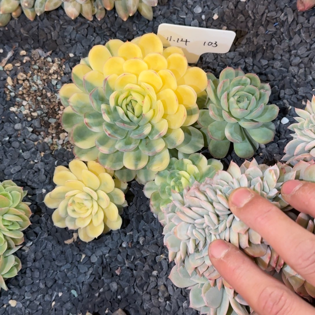 *****一物一拍草莓冰锦多肉103