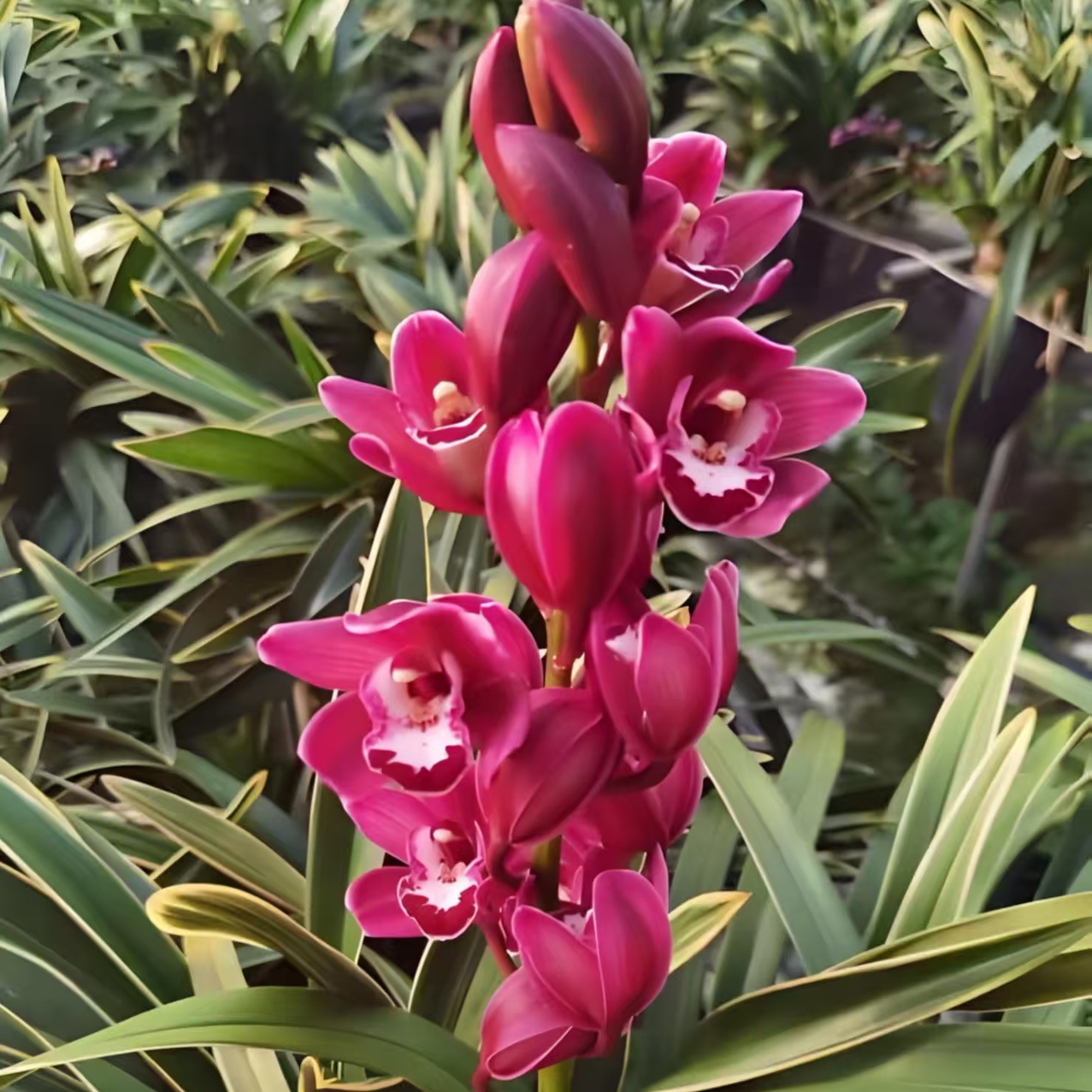 建兰铁骨金龙正品兰花浓香型花卉复色花一杆多花四季兰