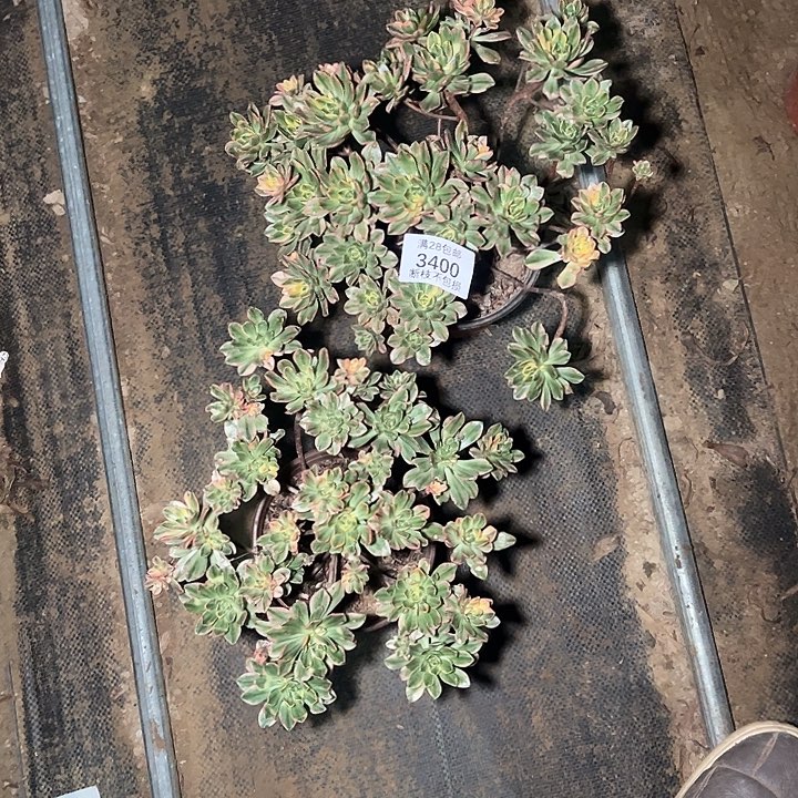 存***梅3400甜茶两颗多肉植物