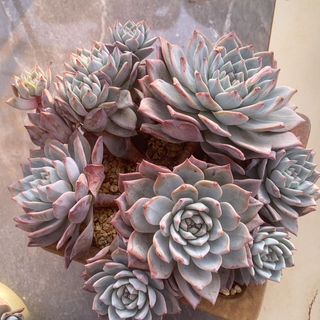 粉蓝鸟多肉多肉多肉多肉有砍