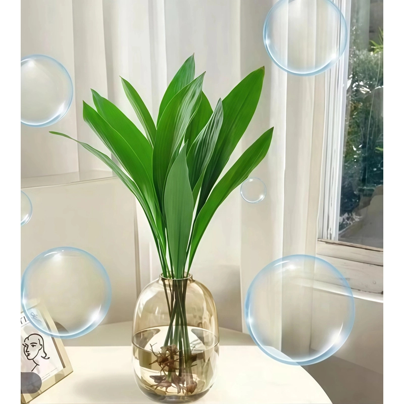 一叶兰绿植室内水培盆栽四季常青客厅懒人水养植物好养活净化空气